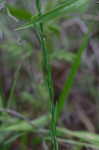 Ridged yellow flax